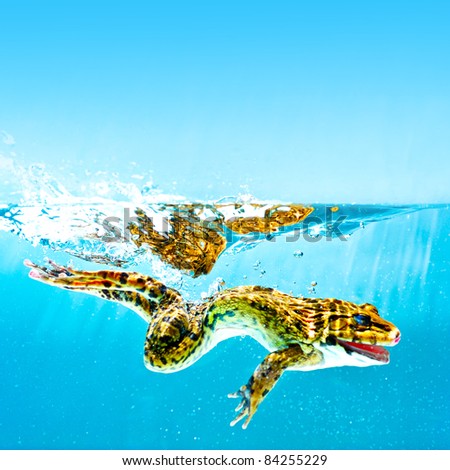 Frog jump in to the water