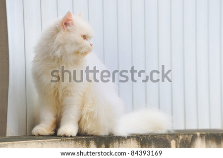 White persia cat
