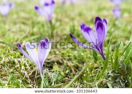 Purple crocus (Crocus Vernus) pushing their way up to spring sun