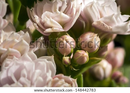 Close up of rose flowers bunch on table