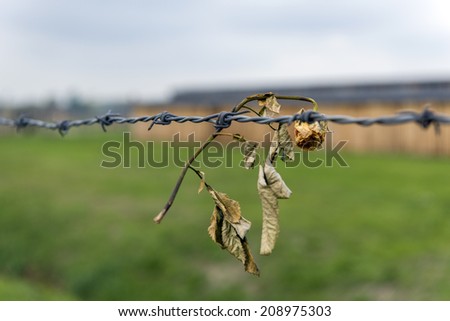 AUSCHWITZ, POLAND - OCTOBER 13, 2012: Rose on the barbed wire fence of the infamous Auschwitz II-Birkenau, a former Nazi extermination camp and now a museum.