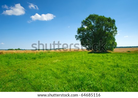 Summertime countryside ecological landscape with tree