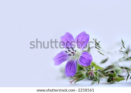 Lilac field flower and grass on a white background