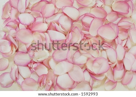 Pink Rose Petals. stock photo : pink rose petals