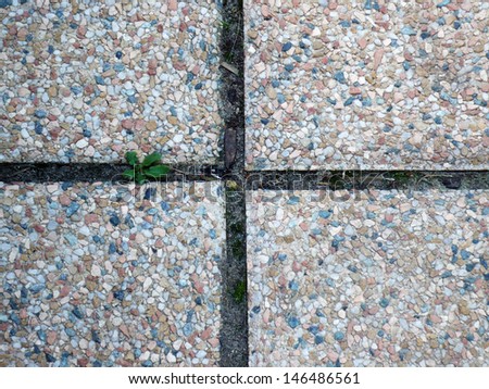 Floor tiles in garden terrace