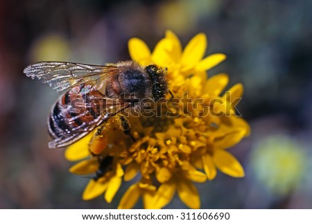 Close up of a Honey Bee on flower