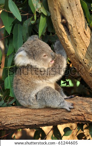 Koala joey sits on a tree after eating some eucalyptus leaves