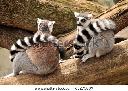 Two ring-tailed lemurs are sitting on a tree trunk with their tails around their necks