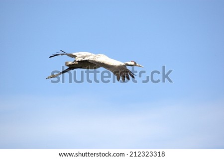 Common crane flying in the sky
