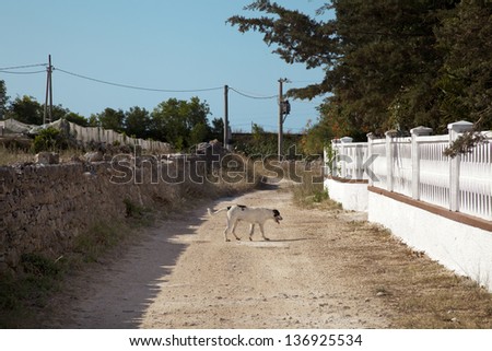 a dog alone in the middle of the street