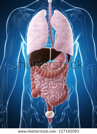 3D rendered illustration of the human anatomy 3D rendered illustration of the human anatomy