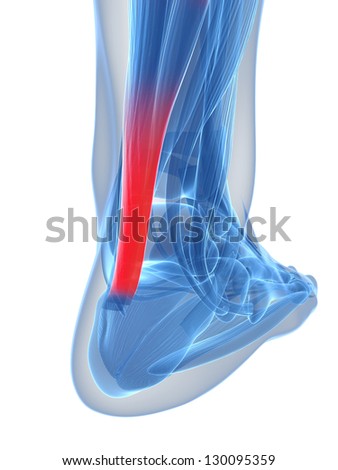 3D rendered illustration of the achilles tendon 3D rendered illustration of the achilles tendon