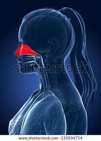 3d rendered medical illustration - nasal cavity