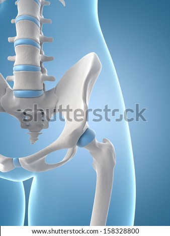 medical illustration of the skeletal hip medical illustration of the skeletal hip