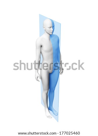 anatomy layer medial plane anatomy layer medial plane