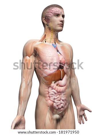 medical illustration of the male anatomy medical illustration of the male anatomy