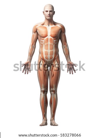 male anatomy illustration the muscles male anatomy illustration the muscles