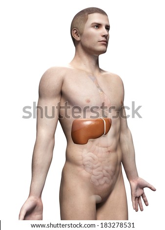 male anatomy illustration the liver male anatomy illustration the liver