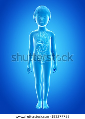 anatomy of a young child organs anatomy of a young child organs