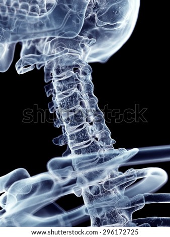 accurate medical illustration of the cervical spine