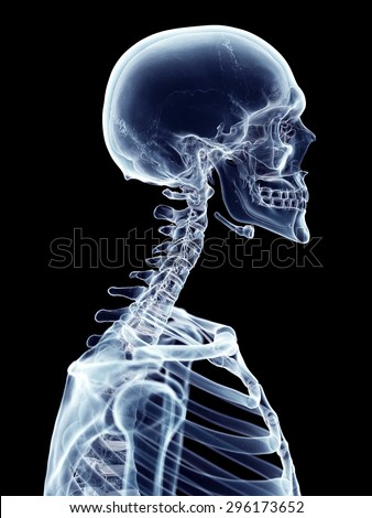 accurate medical illustration of the cervical spine