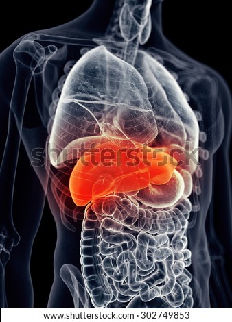 medically accurate illustration - painful liver