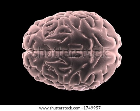 human brain clipart. stock photo : human brain from