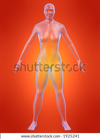female anatomy model