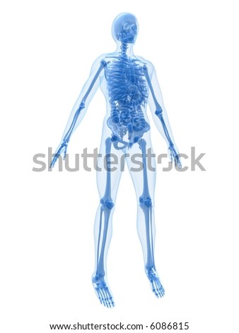 human anatomy. stock photo : human anatomy