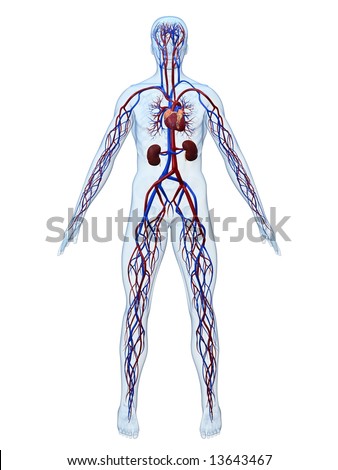 the circulatory system images. the circulatory system veins.