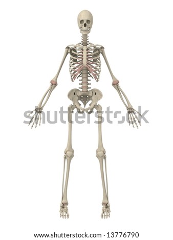 human skeleton. stock photo : human skeleton