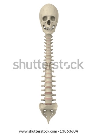 Human Spine Stock Photo 13863604 : Shutterstock