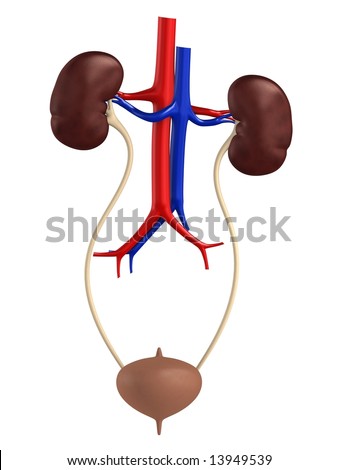 renal system picture