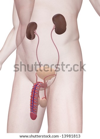 human circulatory system diagram for. the human circulatory system