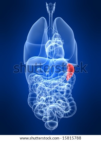 gallbladder location. Dog+spleen+location