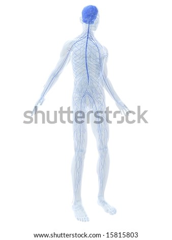 sciatic nerve stretches stretches for sciatica. sciatic nerve stretches