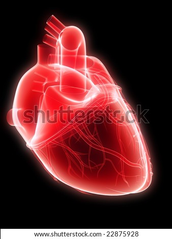 human heart diagram with labels. human heart diagram with labels. human heart diagram with