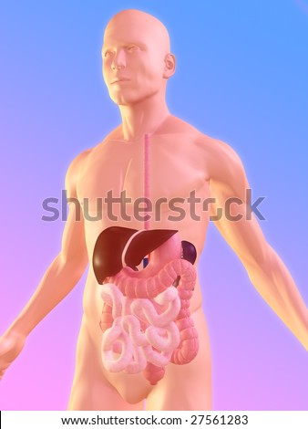 stock photo : Human digestive system cross section. 2 D digital rendering.