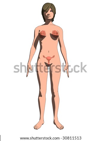 Female Sex Organs Stock Vector 30811513 : Shutterstock