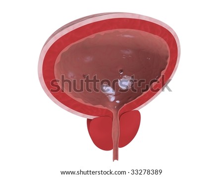 Human Bladder Stock Photo 33278389 : Shutterstock