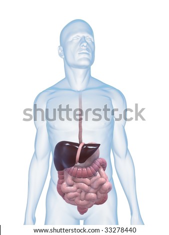 Male Digestive System Stock Photo 33278440 : Shutterstock