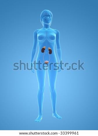 female urine system