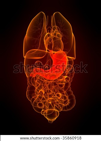 Human Stomach Stock Photo 35860918 : Shutterstock