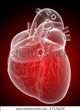 Heart Diagram With Arrows. human heart diagram labeled.