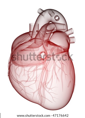 +heart+diagram+to+label