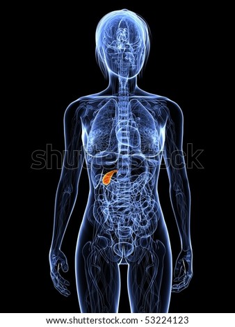 porcelain gallbladder ultrasound. (Gallbladder surgery