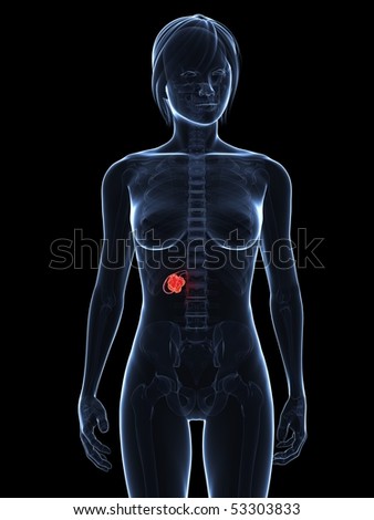 gallbladder cancer symptoms. the gallbladder is located