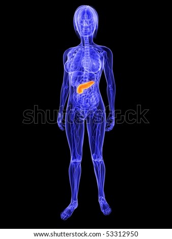 gallbladder location in body. T pancreas is proving location