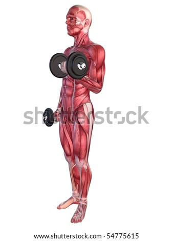 Biceps+workout+videos gym exercise chart for biceps. Biceps+workout+videos