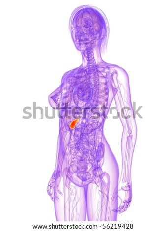 gallbladder anatomy diagram. Human+anatomy+gallbladder